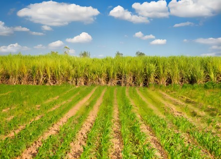 Используя сахарный тростник и кукурузу в качестве сырья, Goldwin и Spiber будут сотрудничать для выпуска новых продуктов, содержащих сваренные белковые волокна.